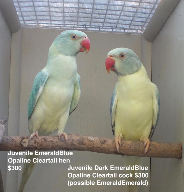 INDIAN RINGNECK MUTATIONS