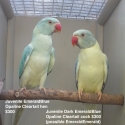 INDIAN RINGNECK MUTATIONS