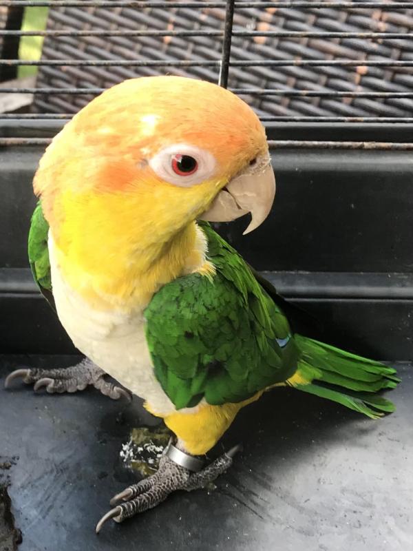White Bellied Caique. Hen.