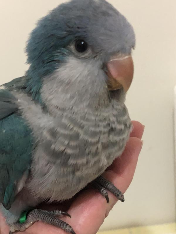 Blue Quakers Hand Reared