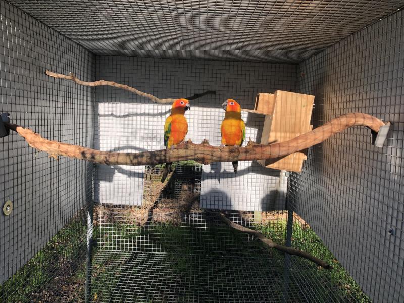 Breeding Pair of Sun Conures