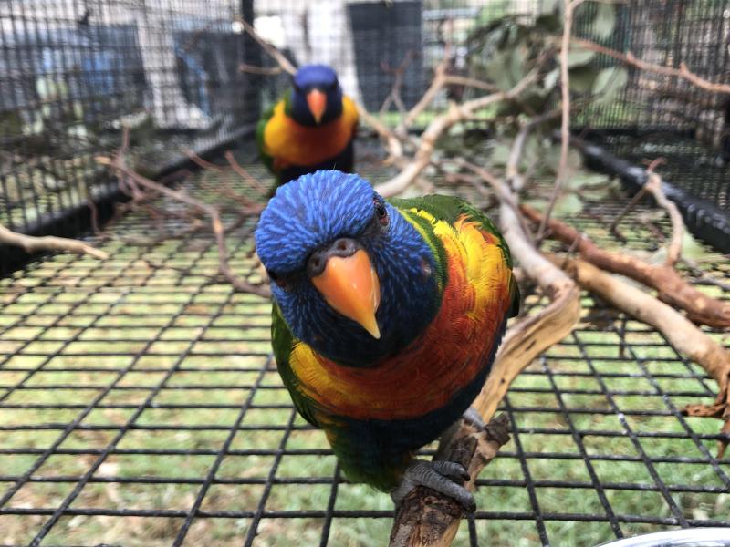 Proven Breeding Pair Split Pied Jade Blue Lorikeets