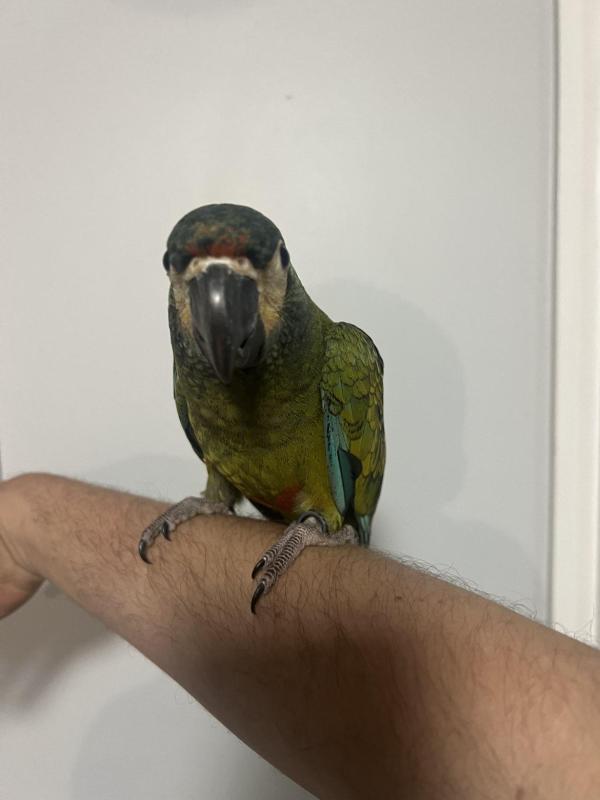 Hand raised illiger macaw female