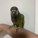 Hand raised illiger macaw female