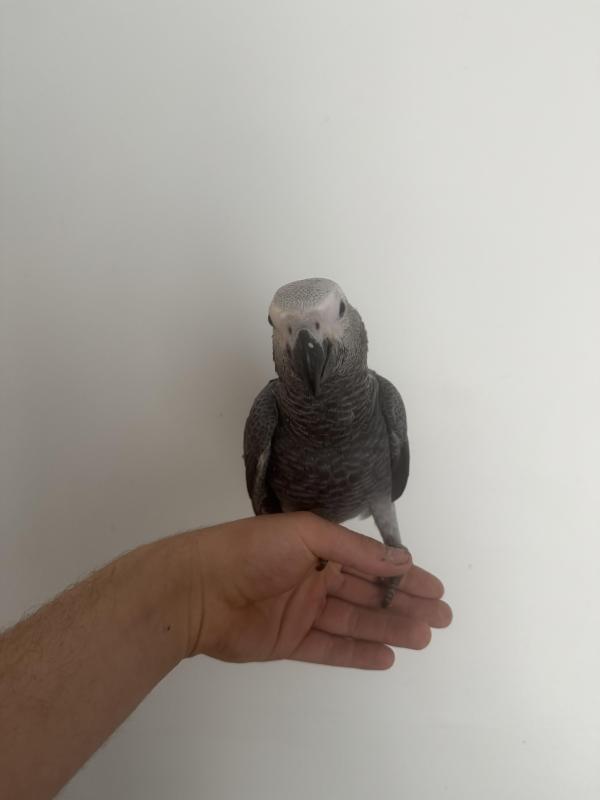 Hand raised Congo African greys