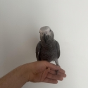Hand raised Congo African greys