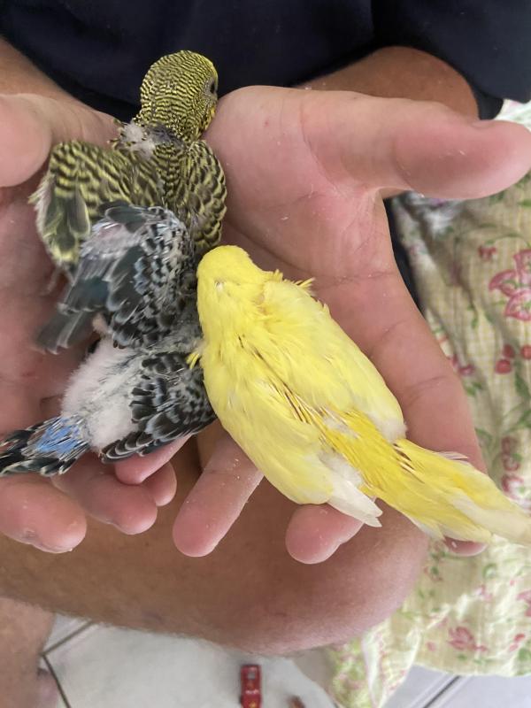 Baby Budgies for sale