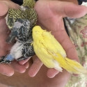 Baby Budgies for sale