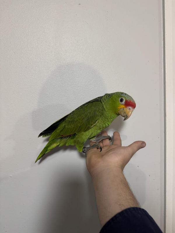 Hand raised red lord amazons