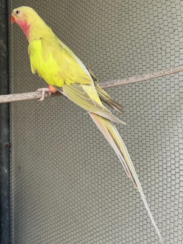 -  CINNAMON  PRINCESS PARROTS -