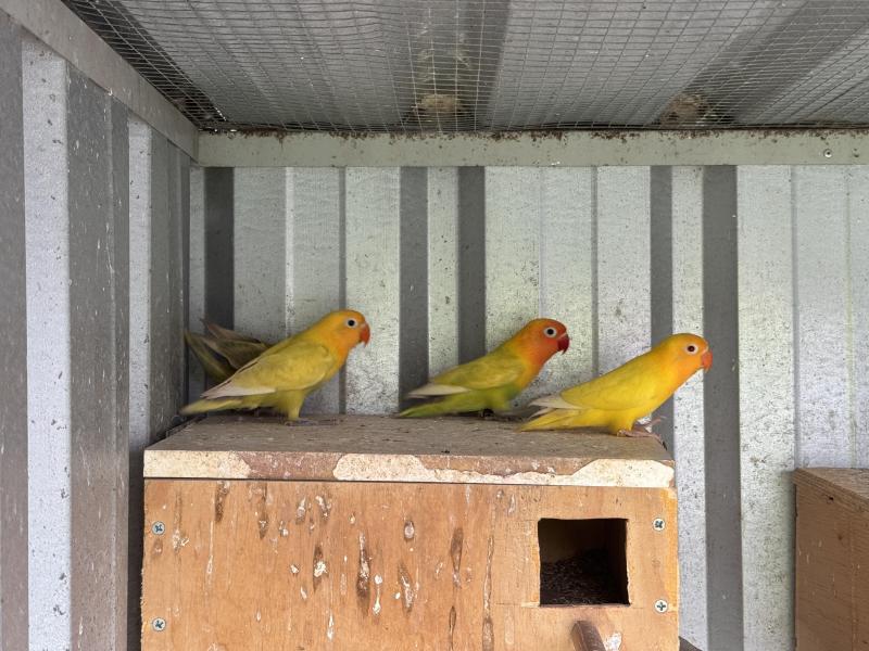 Fischer lovebirds