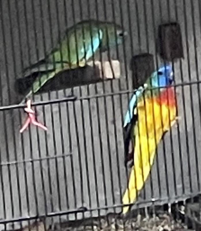 FS: BREEDING PAIR-SCARLET CHESTED PARROTS-