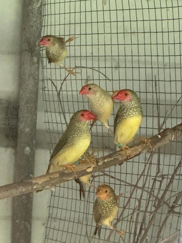 Star Finches