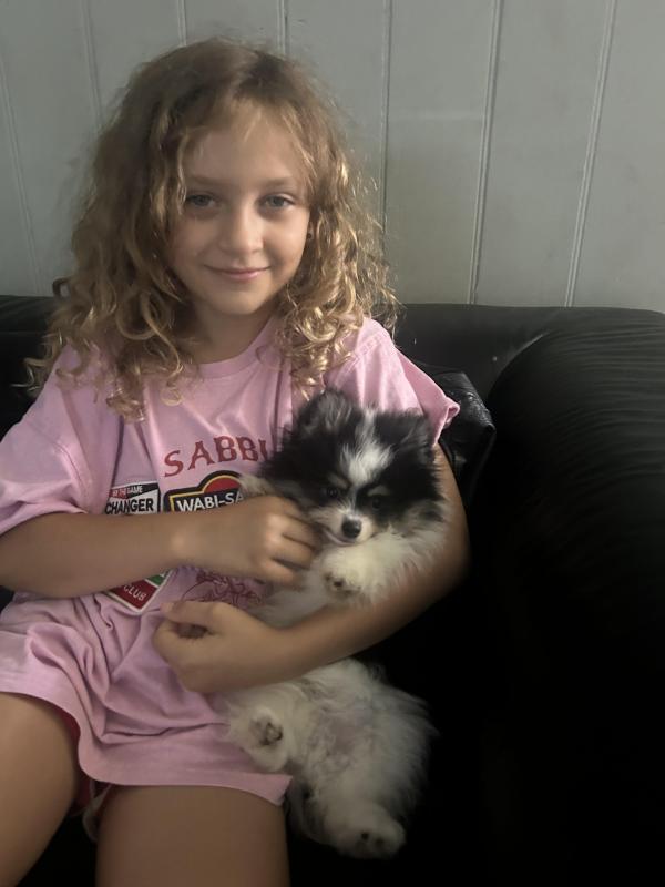 Parti Pomeranian boy ready now