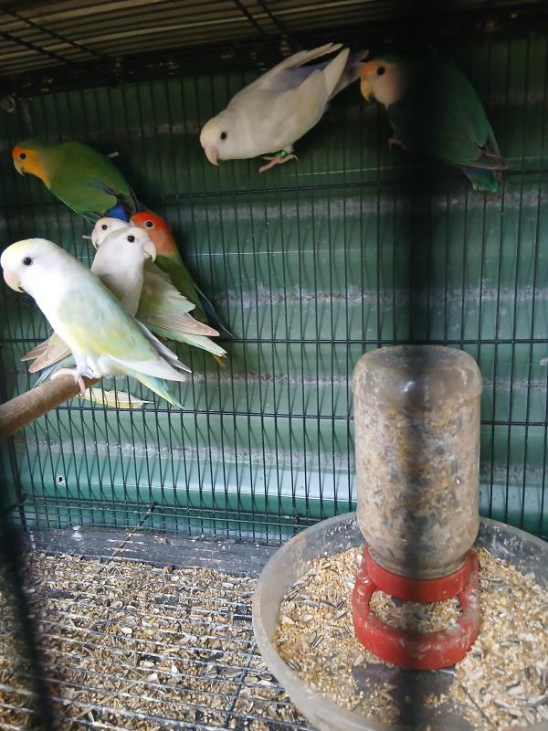 Lovebirds
