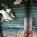 Lovebirds
