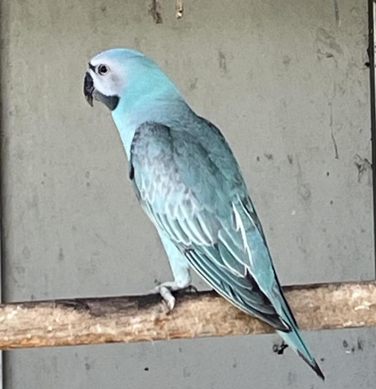 Blue Moustache Parrots