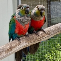 CRIMSON BELLIED CONURE PAIR WITH DNA