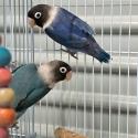 Aviary/ breeding masked, peachface lovebirds DNA sexed
