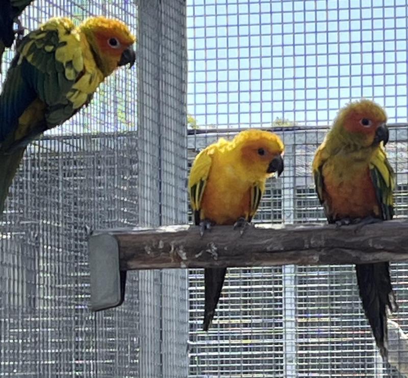 Sun Conure Parrots