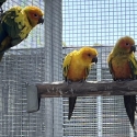 Sun Conure Parrots