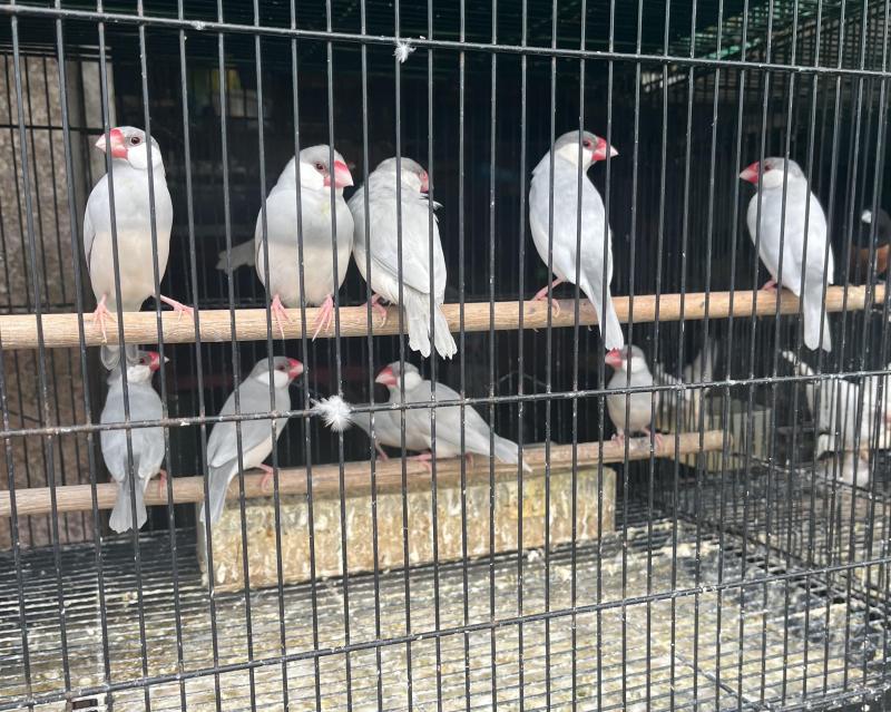 WTB Silver Java Sparrows