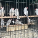 WTB Silver Java Sparrows