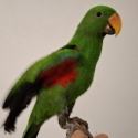 Grand male Eclectus hand raised