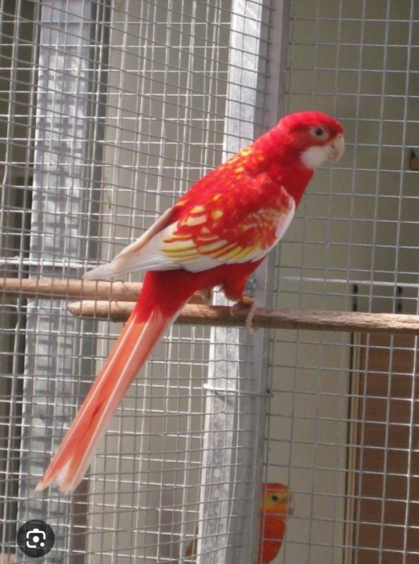 Wanted mutation eastern rosellas