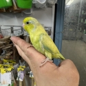 Handraised male parrotlets