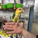 Handraised white bellied caique