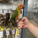 Handraised sun conure DNA Male