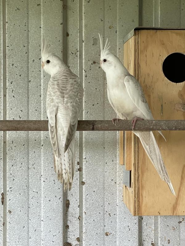 Cockatiels