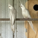 Cockatiels