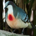 WTB Bleeding heart doves