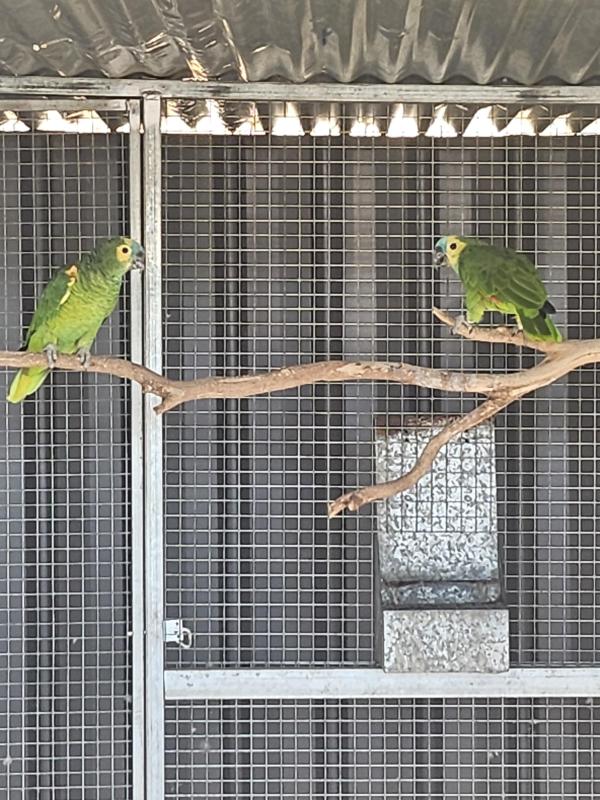 Blue fronted Amazon's pr