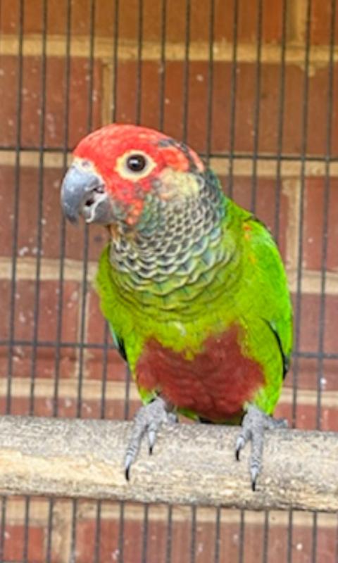 Rosei Frons conures