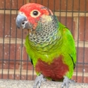 Rosei Frons conures