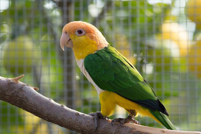 Mature breeding pairs of White bellied Caiques