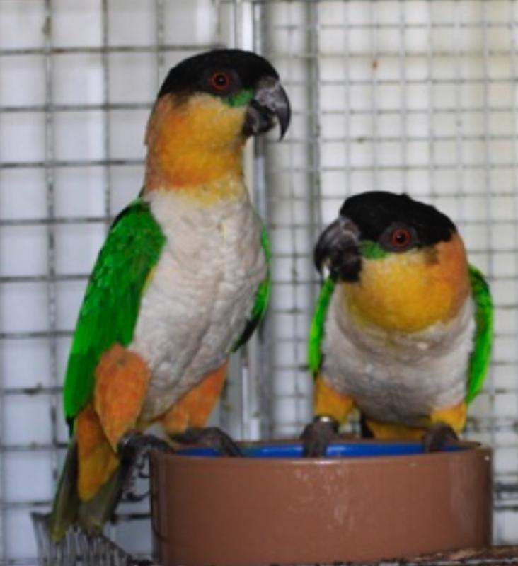black headed Caiques