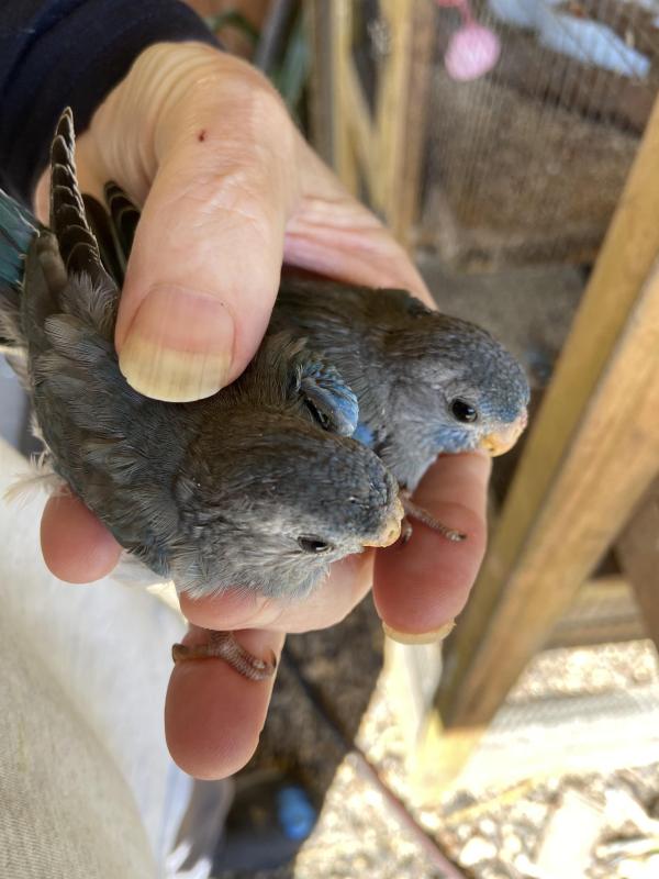 FREE! Scarlet-blue young birds