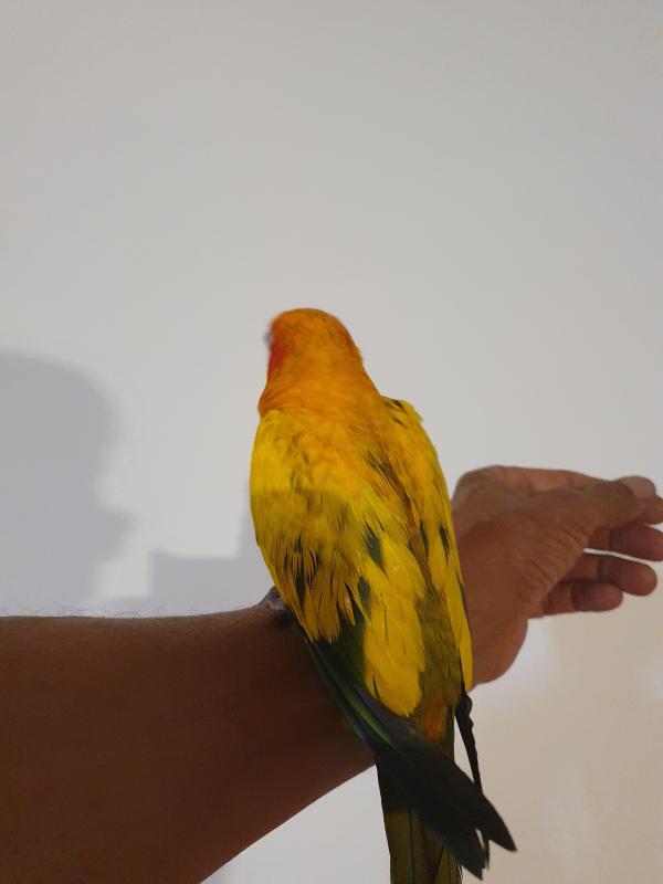 Handrasied babies sun conure