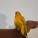 Handrasied babies sun conure