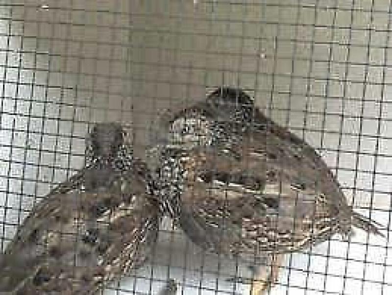WTB Black Breasted Button Quail
