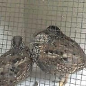 WTB Black Breasted Button Quail