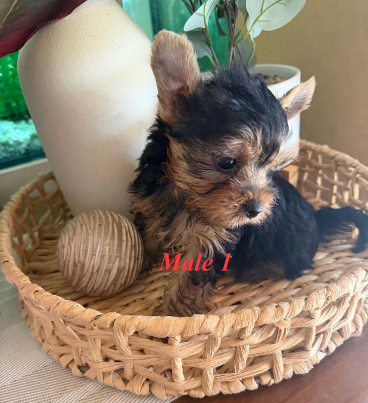 Tiny Yorkshire terrier puppies