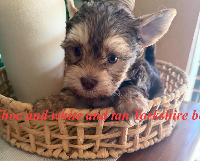 Exotic tan/choc white   tiny Yorkie boy
