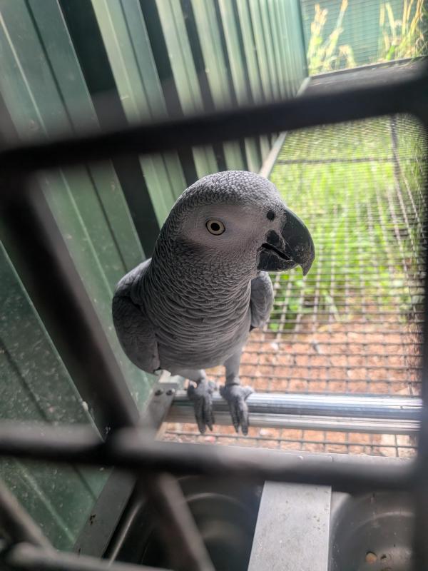 Mature African Grey hen