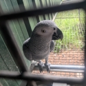 Mature African Grey hen