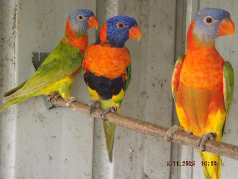 Lorikeets For Sale